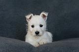 4. Westies deux mois 001